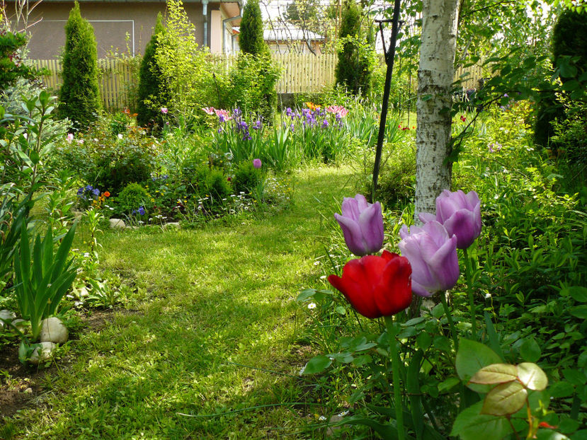 Aleea Katsura - 2017 Mai_Gradina