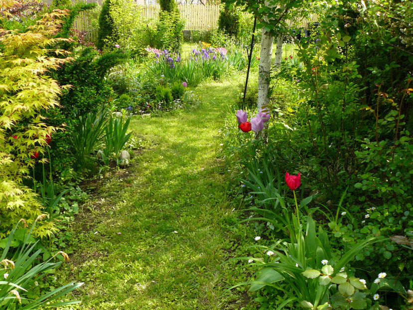 Aleea Katsura - 2017 Mai_Gradina