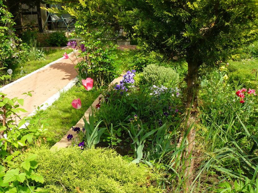 Aleea Rozelor - 2017 Mai_Gradina