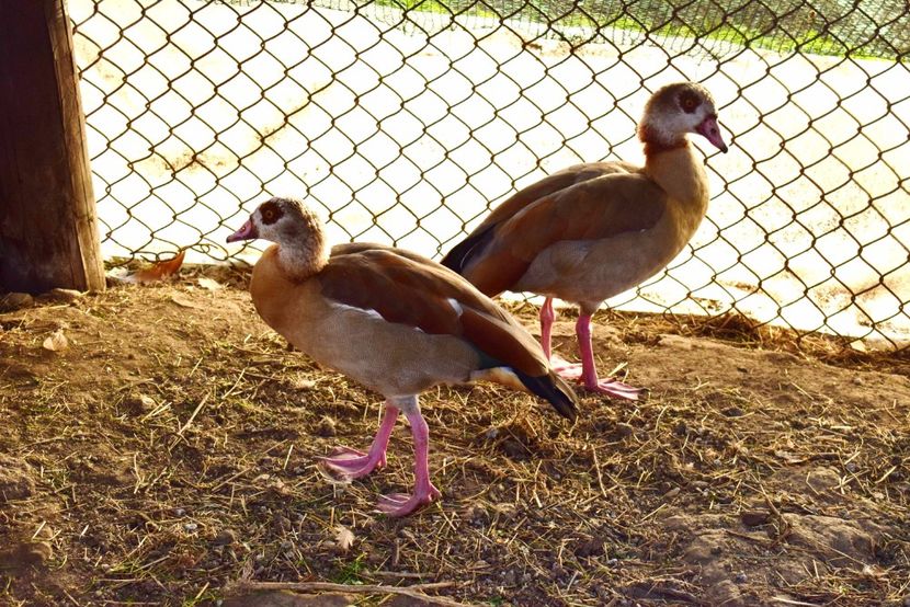 gaste de nil - Gaste egyptene