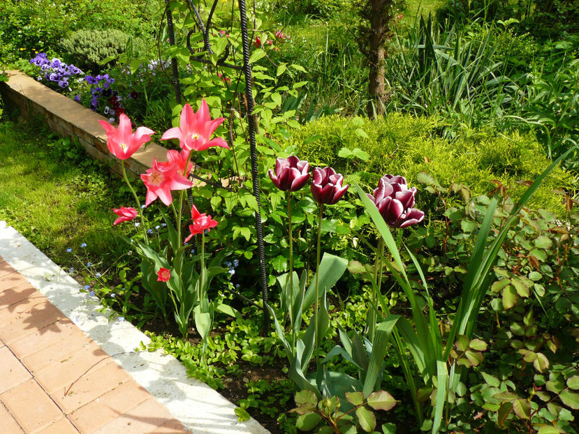 Mariette si Fointenbleau - 2017 Mai_Gradina