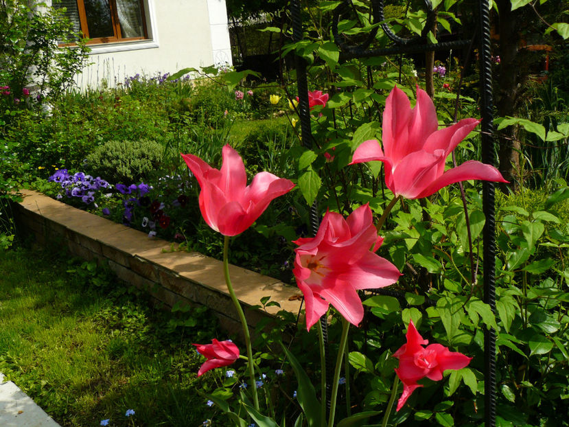 Mariette - 2017 Mai_Gradina