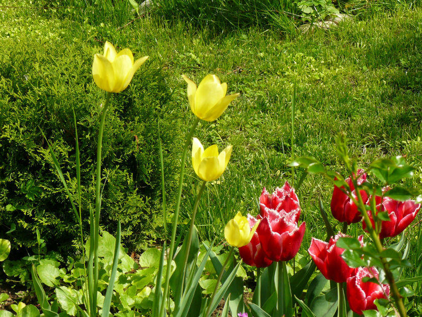 Yellow si Canasta - 2017 Mai_Gradina