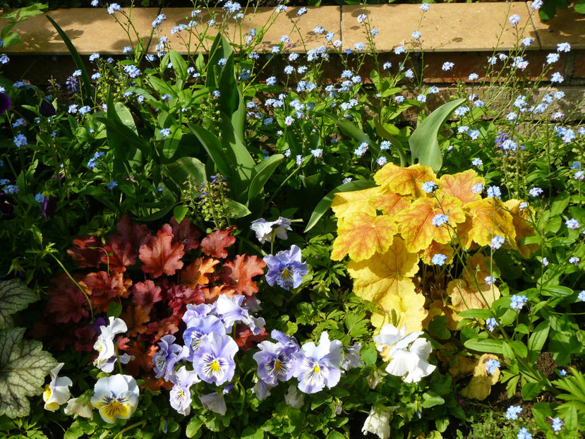 Peach Flambe si Tiramisu - 2017 Mai_Gradina