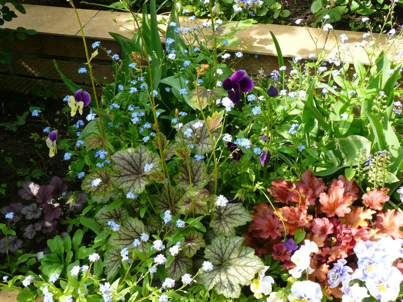 Heuchera Venus si Peach Flambe ( sau Paprika ?) - 2017 Mai_Gradina