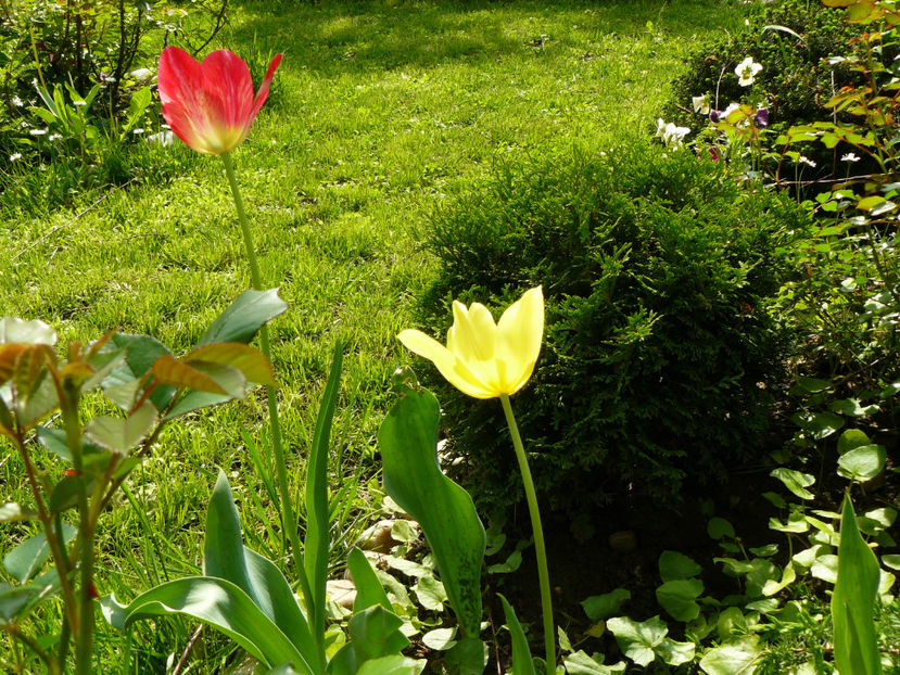 P1270386 - 2017 Mai_Gradina