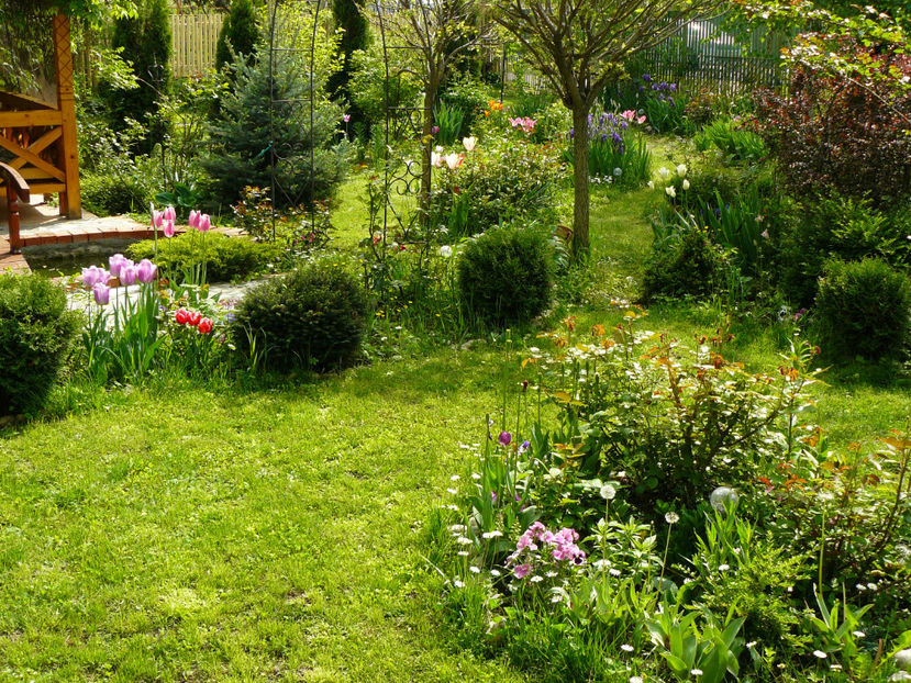 Careul coniferelor - 2017 Mai_Gradina