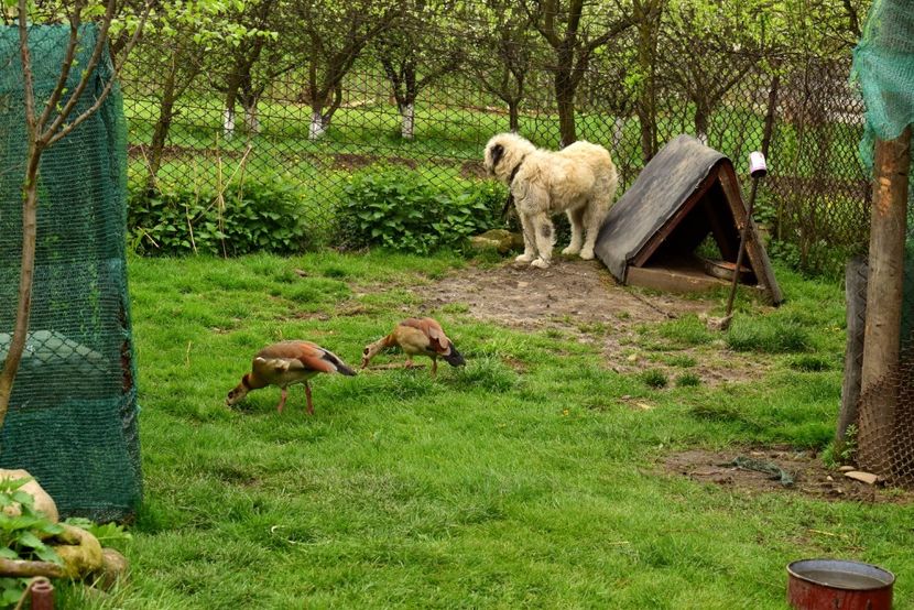 gaste de nil - Gaste egyptene