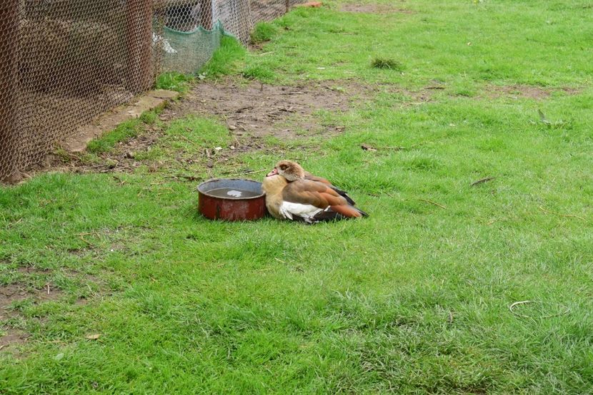 gaste de nil - Gaste egyptene