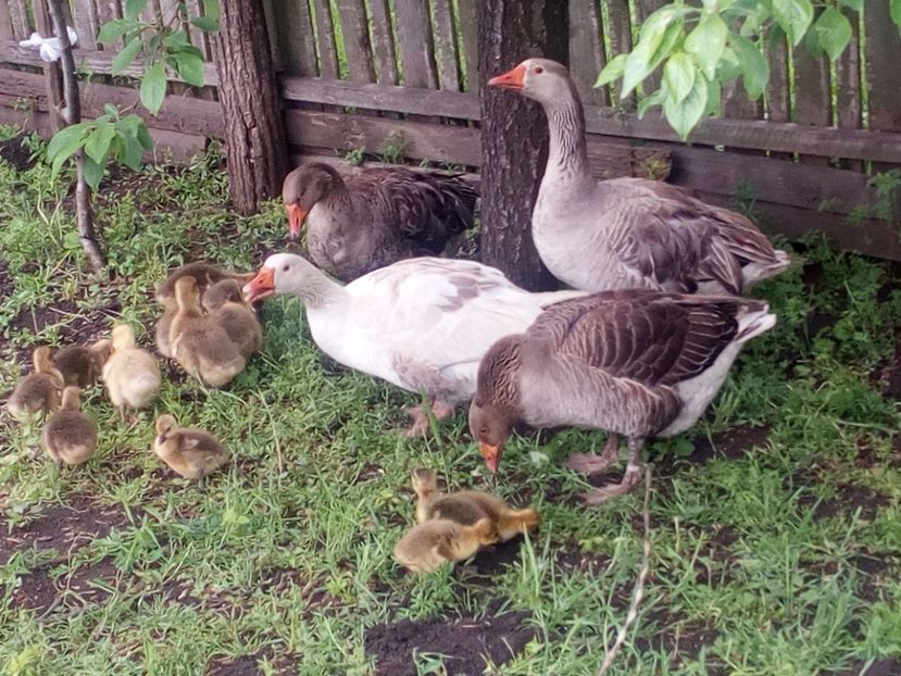  - Gaste cu boboci 2017