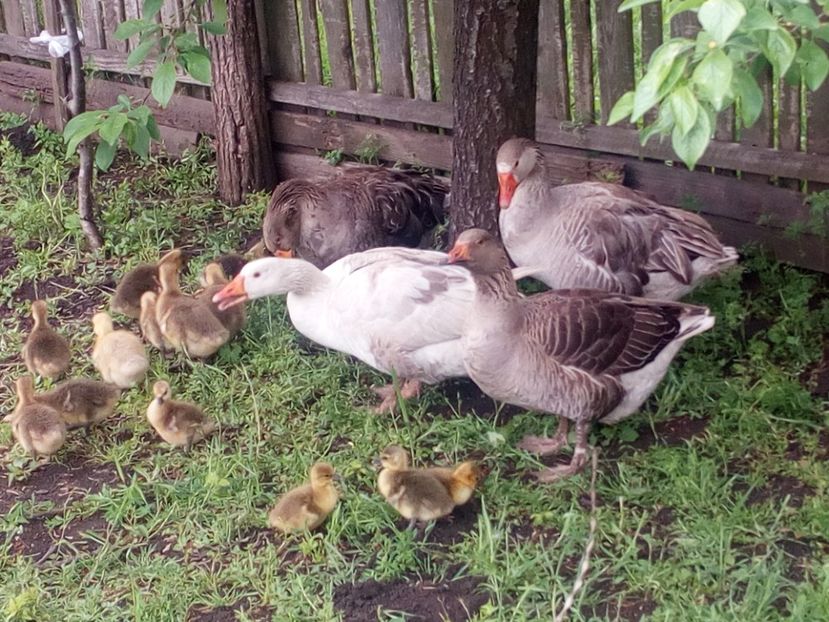  - Gaste cu boboci 2017