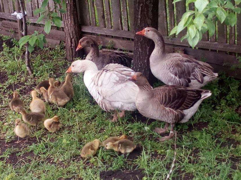  - Gaste cu boboci 2017