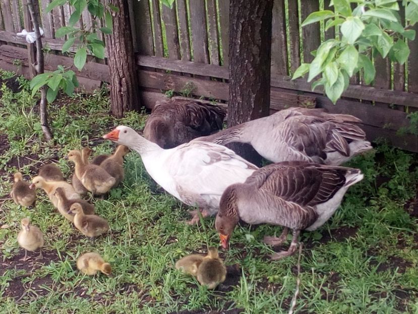  - Gaste cu boboci 2017