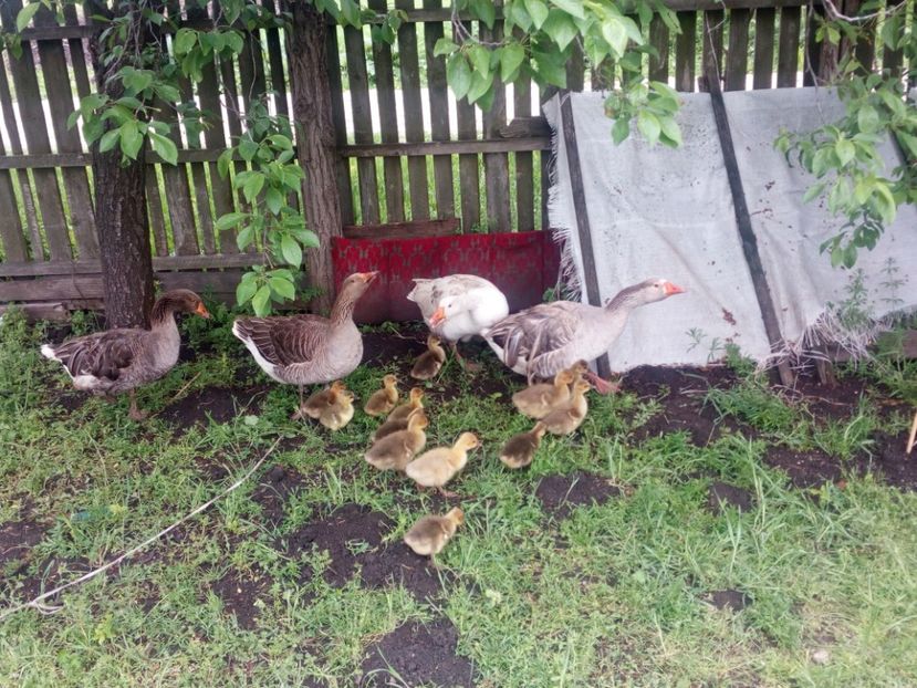  - Gaste cu boboci 2017