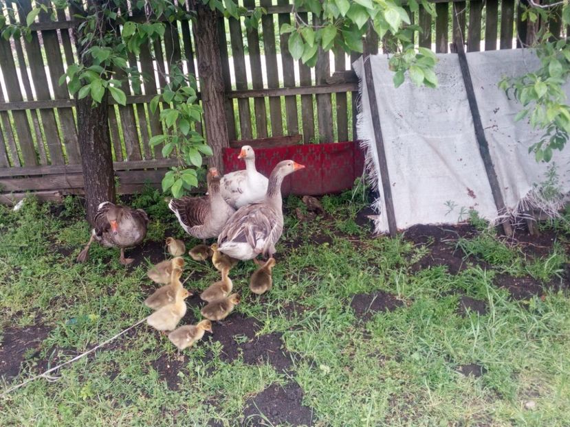  - Gaste cu boboci 2017