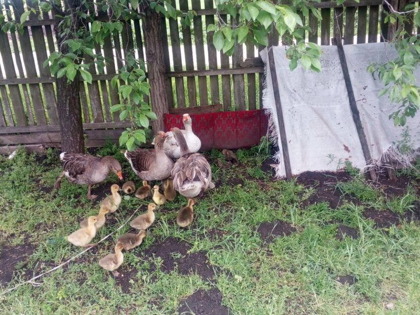  - Gaste cu boboci 2017