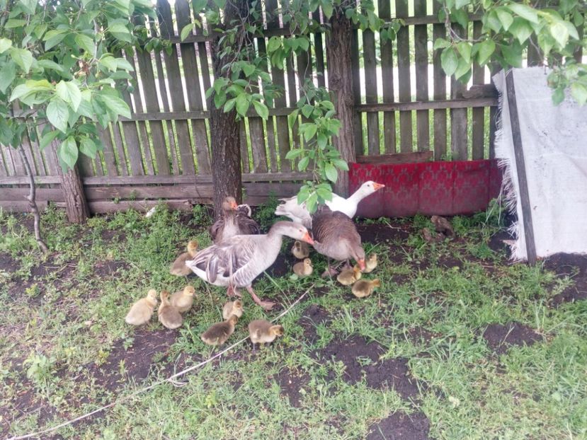  - Gaste cu boboci 2017