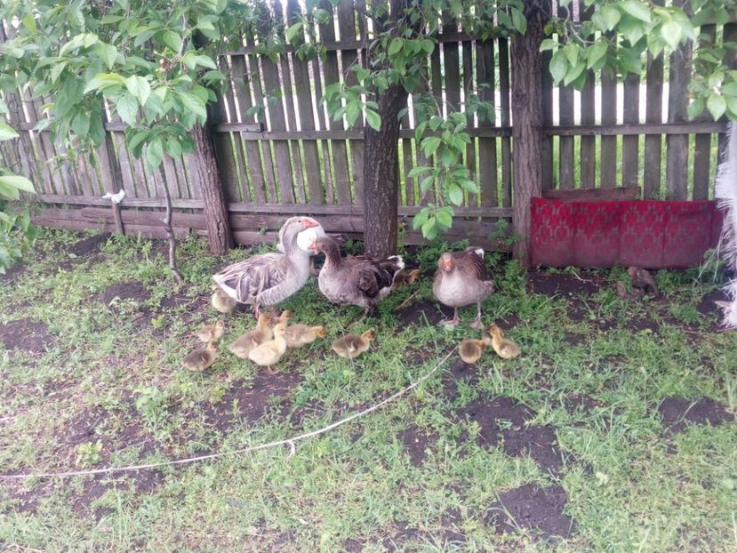  - Gaste cu boboci 2017