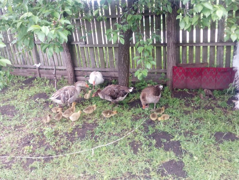  - Gaste cu boboci 2017