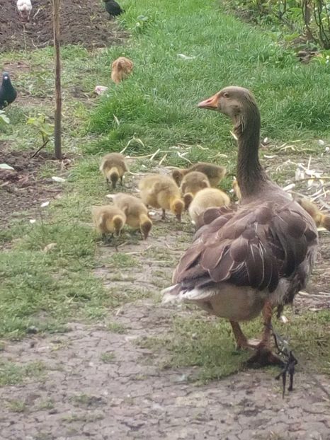  - Gaste cu boboci 2017