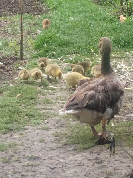  - Gaste cu boboci 2017