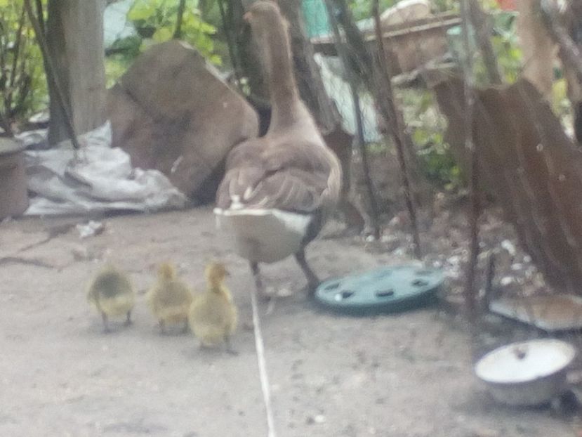  - Gaste cu boboci 2017