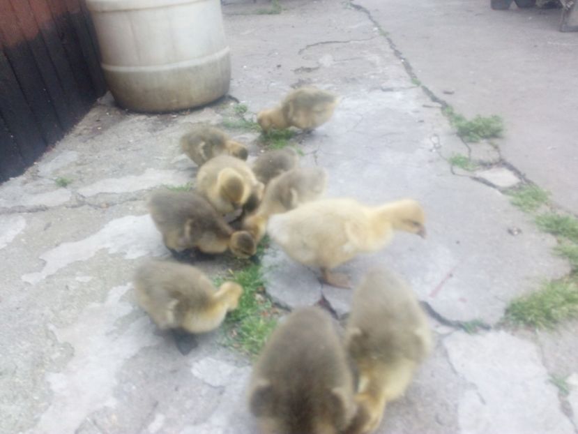  - Gaste cu boboci 2017