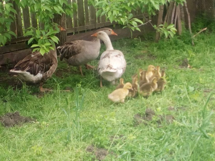  - Gaste cu boboci 2017