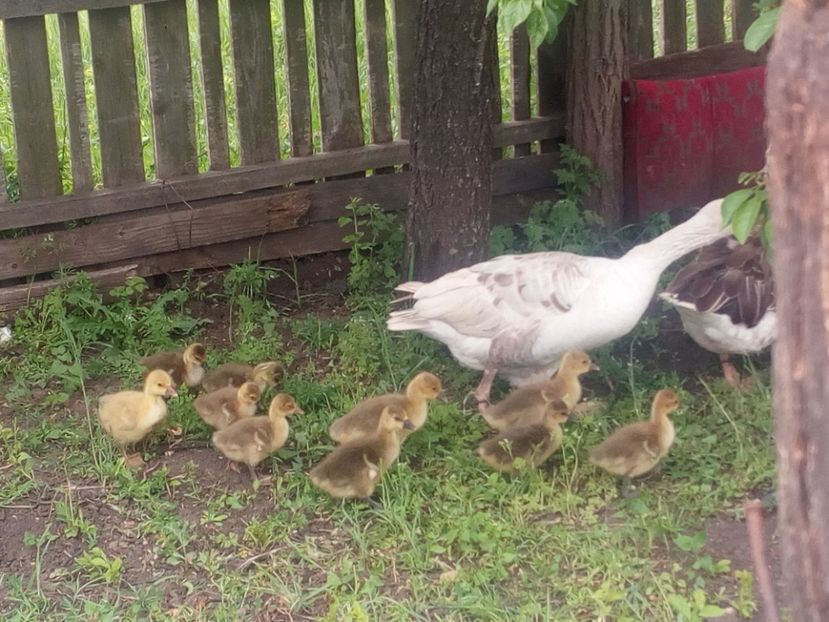  - Gaste cu boboci 2017