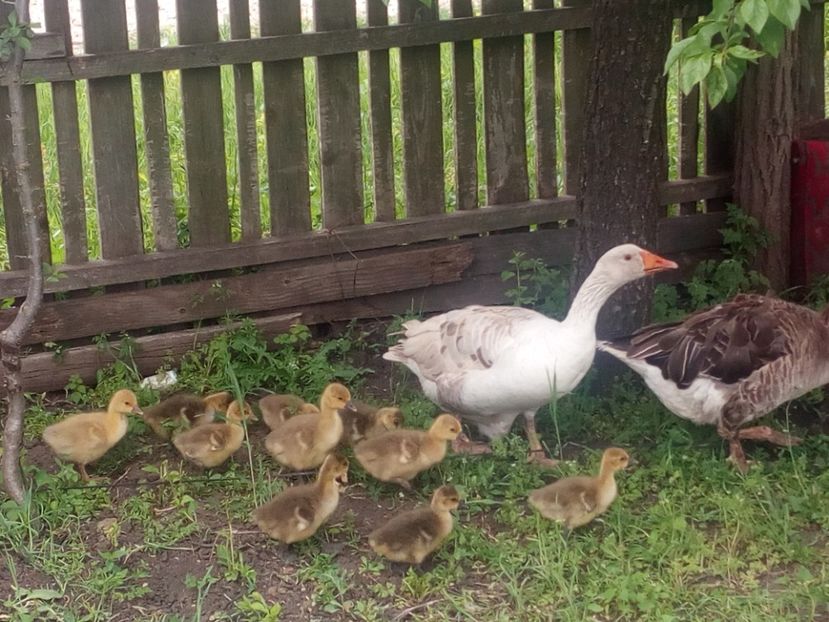  - Gaste cu boboci 2017