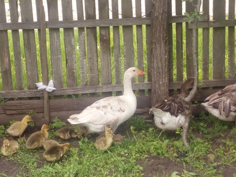  - Gaste cu boboci 2017