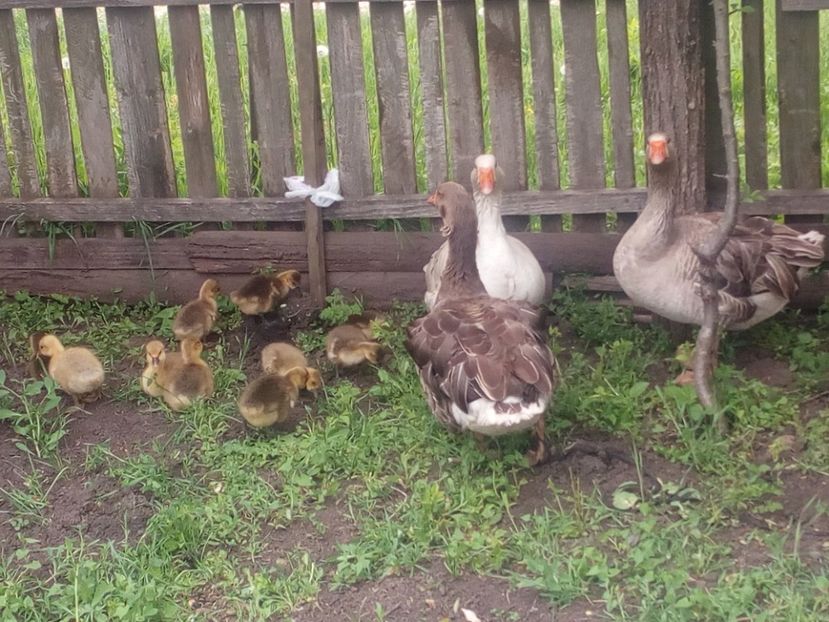  - Gaste cu boboci 2017