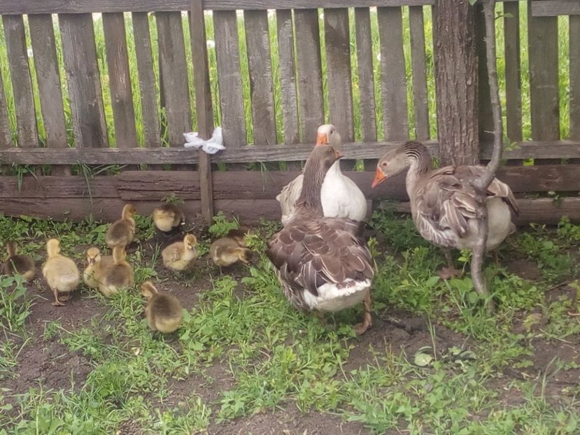  - Gaste cu boboci 2017