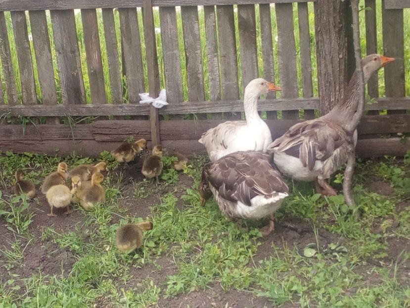  - Gaste cu boboci 2017