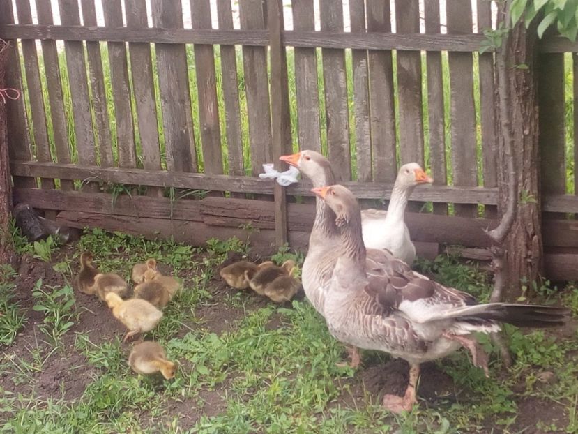  - Gaste cu boboci 2017