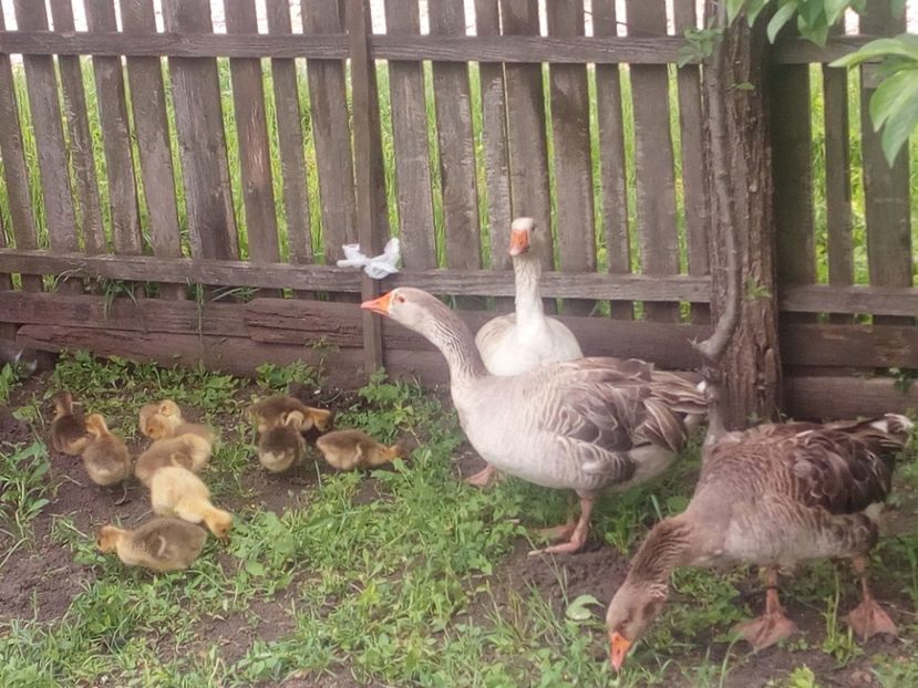  - Gaste cu boboci 2017