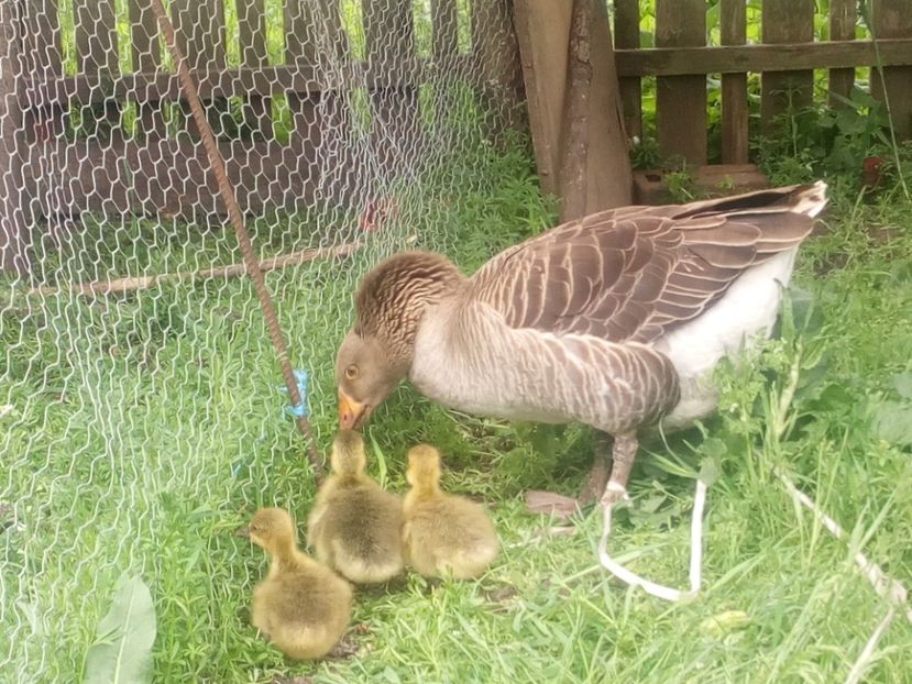  - Gaste cu boboci 2017