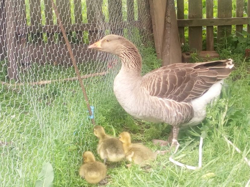  - Gaste cu boboci 2017