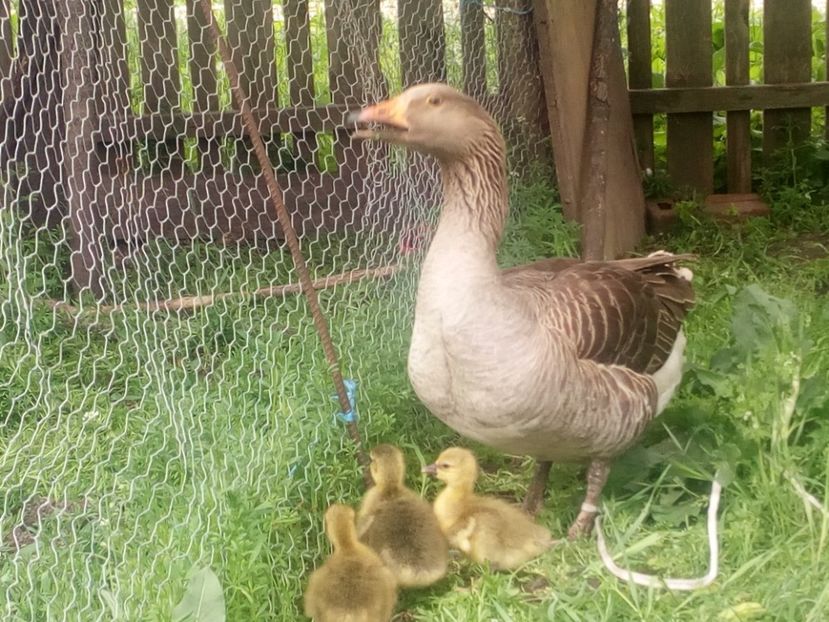  - Gaste cu boboci 2017