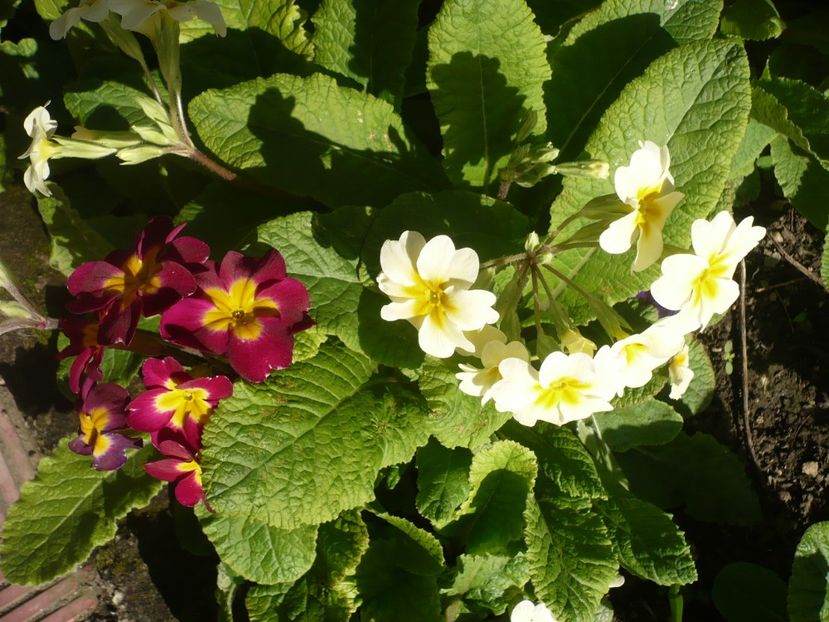 P1310731 - GRADINA 2017-1