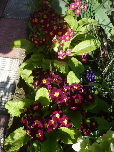 P1310732 - GRADINA 2017-1