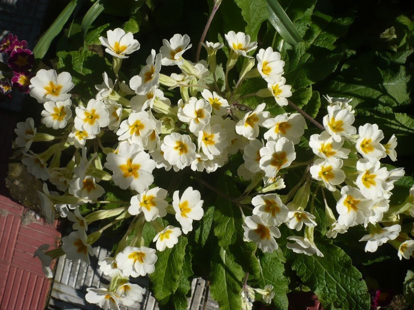 P1310738 - GRADINA 2017-1