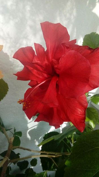 P_20170501_ - Hibiscus