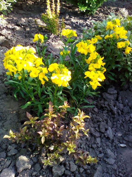  - curtea cu toate cele 2017