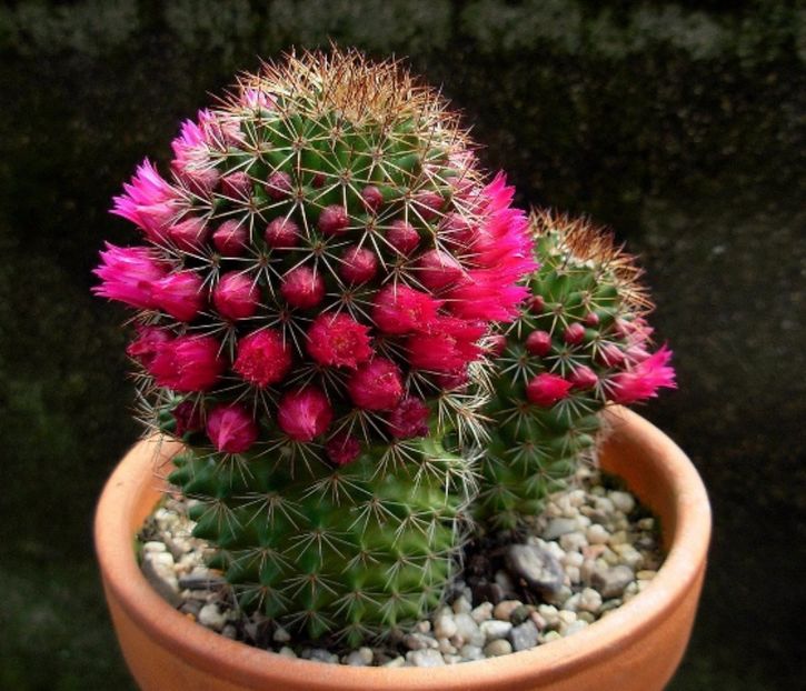 Mammillaria backebergiana flori - Cactusi și suculente