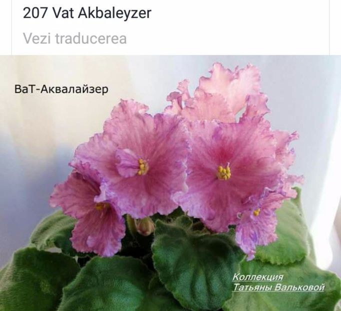 IMG-20170501-WA0263 - COLECTIE VIRTUALA violete