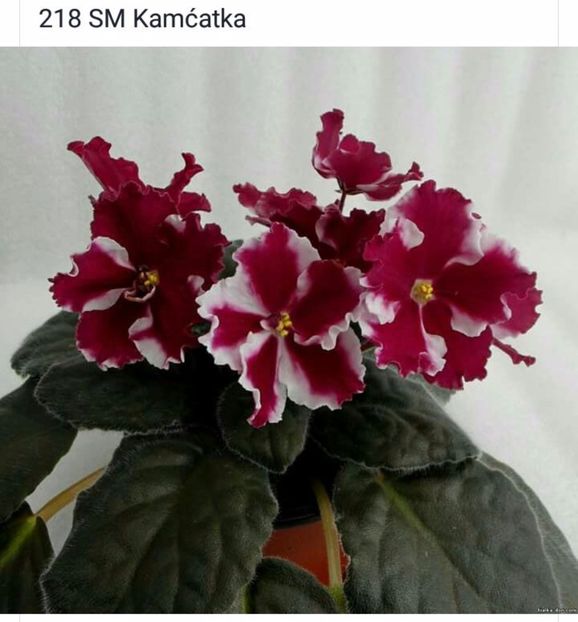 IMG-20170501-WA0261 - COLECTIE VIRTUALA violete