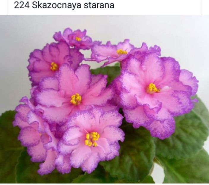 IMG-20170501-WA0260 - COLECTIE VIRTUALA violete