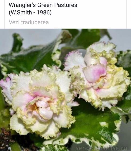 IMG-20170501-WA0257 - COLECTIE VIRTUALA violete