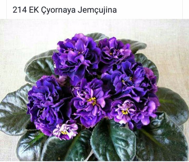 IMG-20170501-WA0256 - COLECTIE VIRTUALA violete